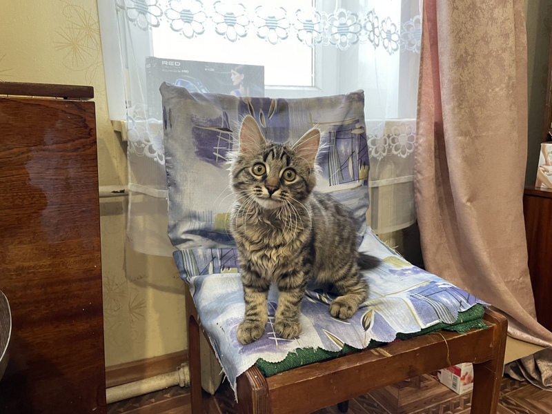 Семье - дом, кошке - коробку!